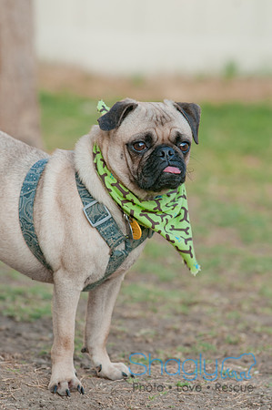 Shagly Photography DFW Pug Rescue-27