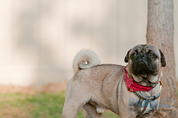 Shagly Photography DFW Pug Rescue-19