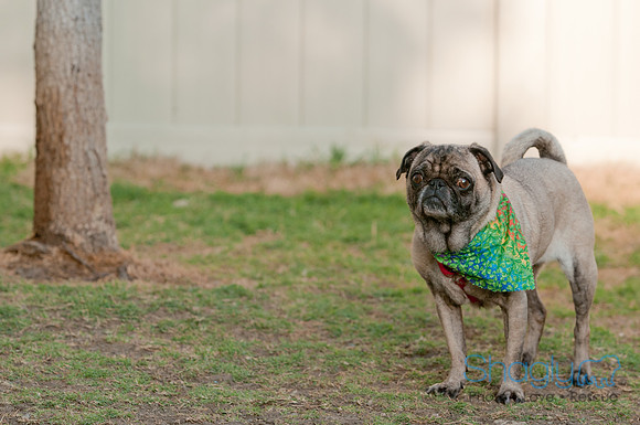 Shagly Photography DFW Pug Rescue-22