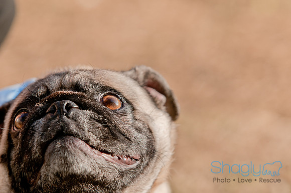 Shagly Photography DFW Pug Rescue-5