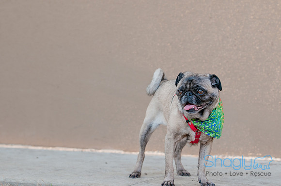 Shagly Photography DFW Pug Rescue-11