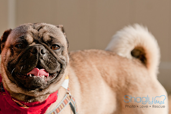 Shagly Photography DFW Pug Rescue-3