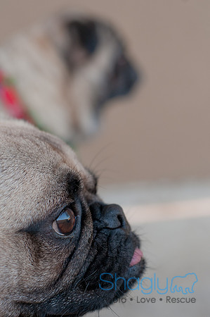 Shagly Photography DFW Pug Rescue-39