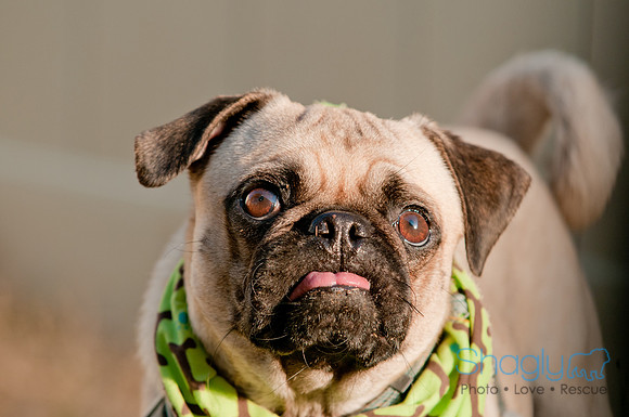 Shagly Photography DFW Pug Rescue-29