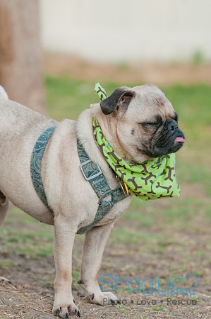Shagly Photography DFW Pug Rescue-26