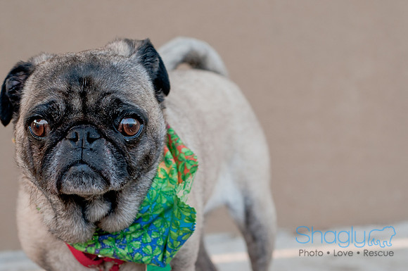 Shagly Photography DFW Pug Rescue-36