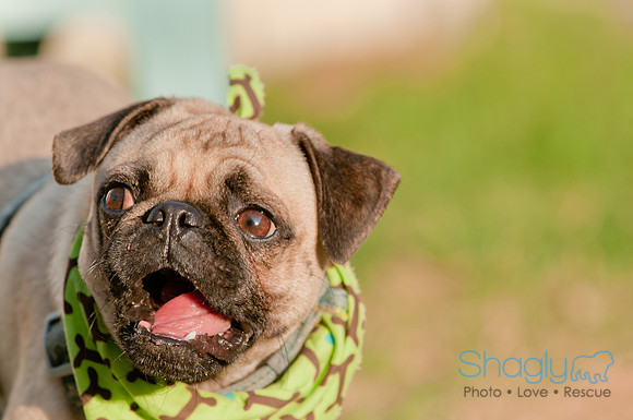 Shagly Photography DFW Pug Rescue-30