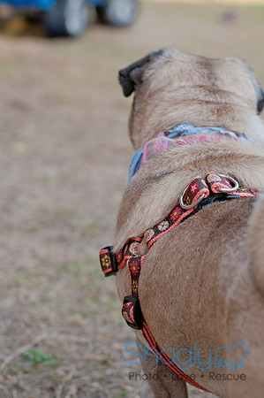 Shagly Photography DFW Pug Rescue-40