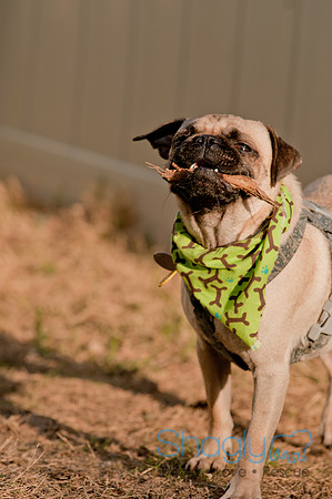 Shagly Photography DFW Pug Rescue-24