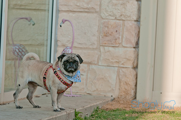 Shagly Photography DFW Pug Rescue-28