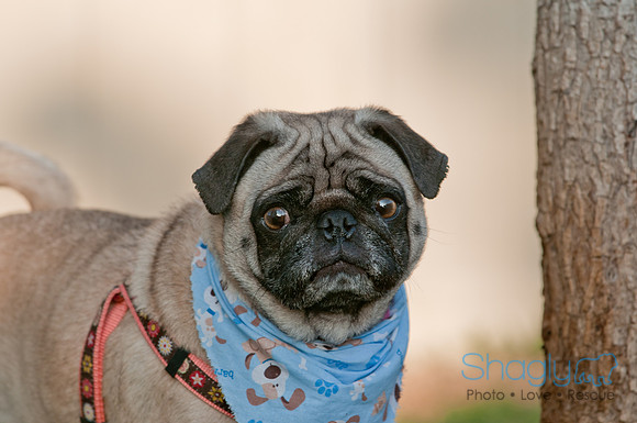Shagly Photography DFW Pug Rescue-31