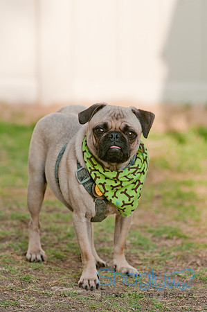 Shagly Photography DFW Pug Rescue-21