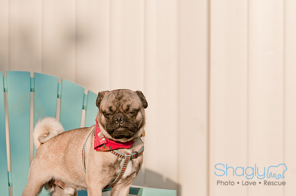 Shagly Photography DFW Pug Rescue-16