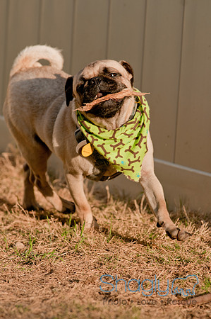 Shagly Photography DFW Pug Rescue-23