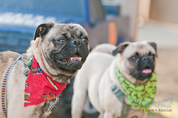 Shagly Photography DFW Pug Rescue-8
