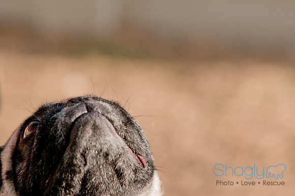 Shagly Photography DFW Pug Rescue-4