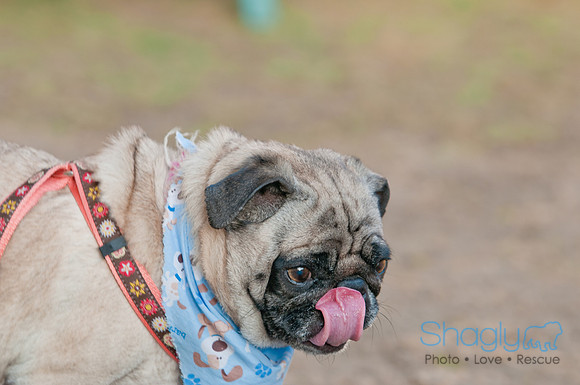 Shagly Photography DFW Pug Rescue-17