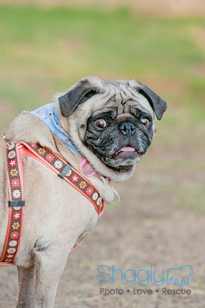 Shagly Photography DFW Pug Rescue-25