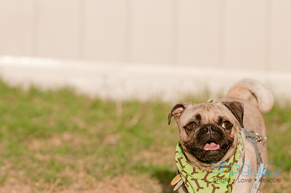 Shagly Photography DFW Pug Rescue-15