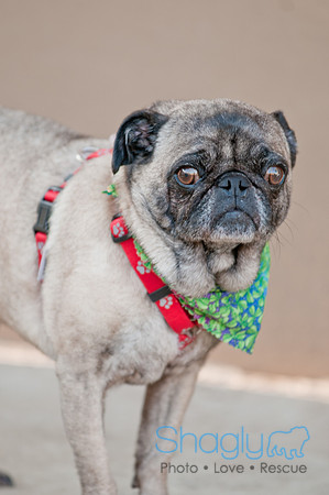 Shagly Photography DFW Pug Rescue-12