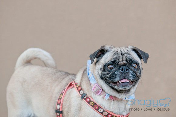 Shagly Photography DFW Pug Rescue-14