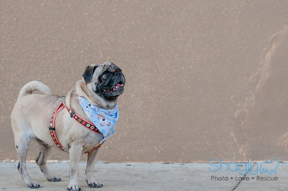 Shagly Photography DFW Pug Rescue-10