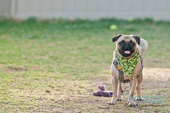 Shagly Photography DFW Pug Rescue-7