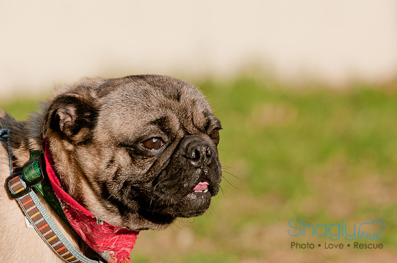 Shagly Photography DFW Pug Rescue-6