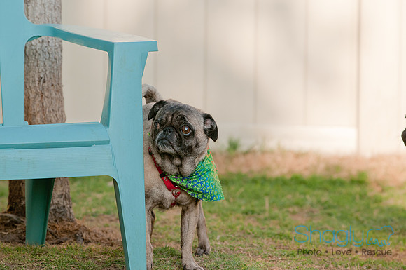 Shagly Photography DFW Pug Rescue-18