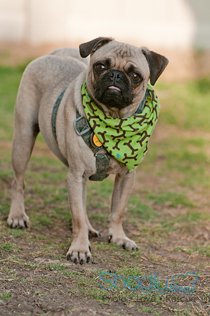 Shagly Photography DFW Pug Rescue-20