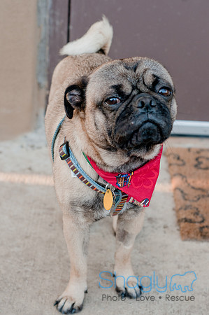 Shagly Photography DFW Pug Rescue-34