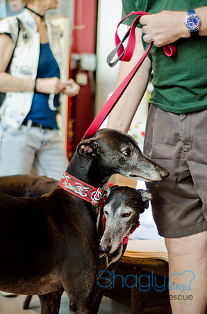 Shagly Photography-Galt-Deep Ellum Pup Crawl-32