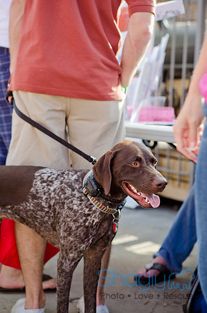Shagly Photography-Galt-Deep Ellum Pup Crawl-47
