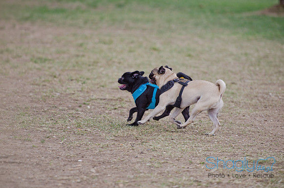 Shagly Photography-Galt-Deep Ellum Pup Crawl-13