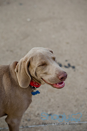 Shagly Photography-Galt-Deep Ellum Pup Crawl-70
