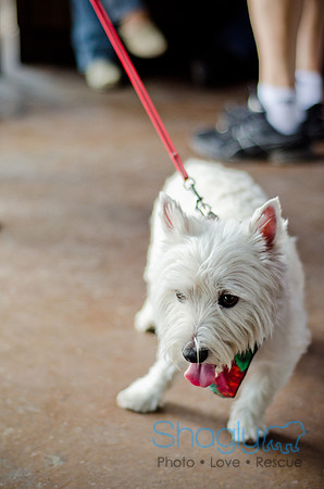 Shagly Photography-Galt-Deep Ellum Pup Crawl-22