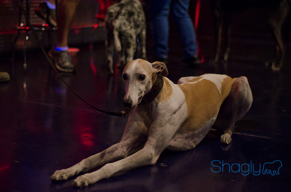 Shagly Photography-Galt-Deep Ellum Pup Crawl-24