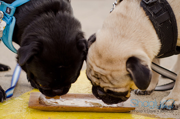 Shagly Photography-Galt-Deep Ellum Pup Crawl-64