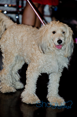Shagly Photography-Galt-Deep Ellum Pup Crawl-31