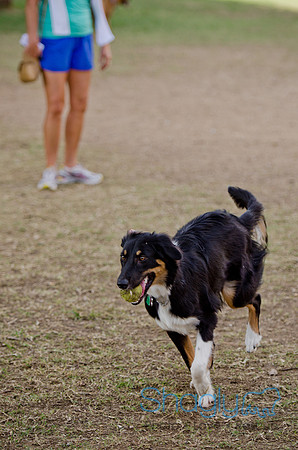 Shagly Photography-Galt-Deep Ellum Pup Crawl-5