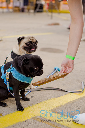 Shagly Photography-Galt-Deep Ellum Pup Crawl-59