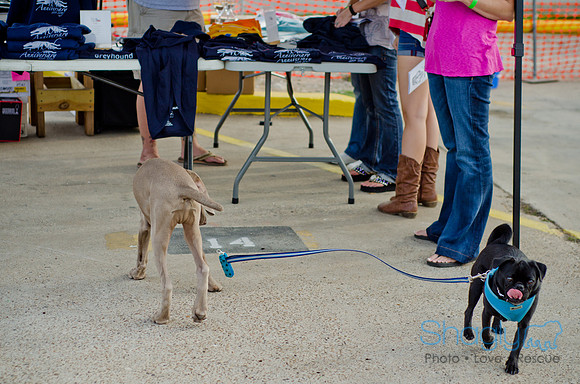 Shagly Photography-Galt-Deep Ellum Pup Crawl-73