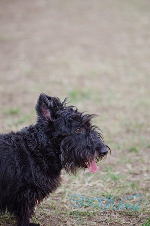 Shagly Photography-Galt-Deep Ellum Pup Crawl-11