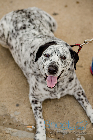 Shagly Photography-Galt-Deep Ellum Pup Crawl-48