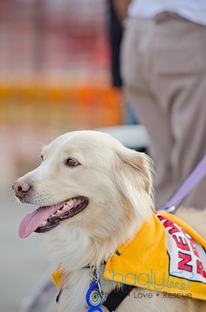 Shagly Photography-Galt-Deep Ellum Pup Crawl-91