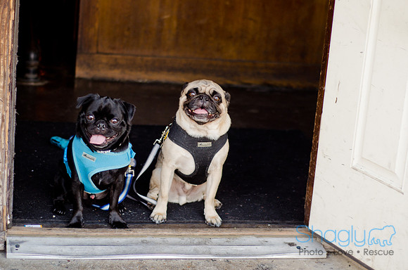 Shagly Photography-Galt-Deep Ellum Pup Crawl-44