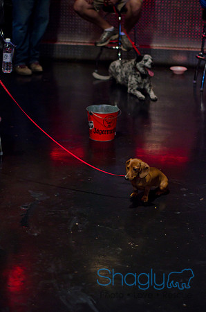 Shagly Photography-Galt-Deep Ellum Pup Crawl-26
