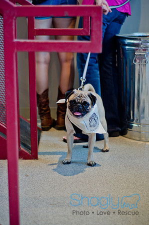 Shagly Photography-Galt-Deep Ellum Pup Crawl-35