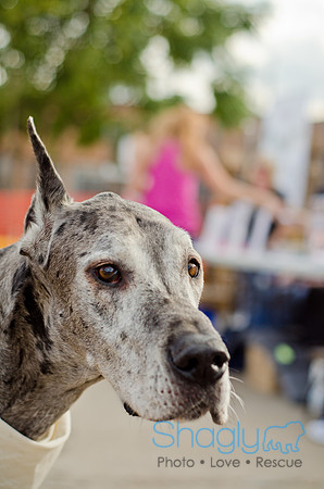 Shagly Photography-Galt-Deep Ellum Pup Crawl-54