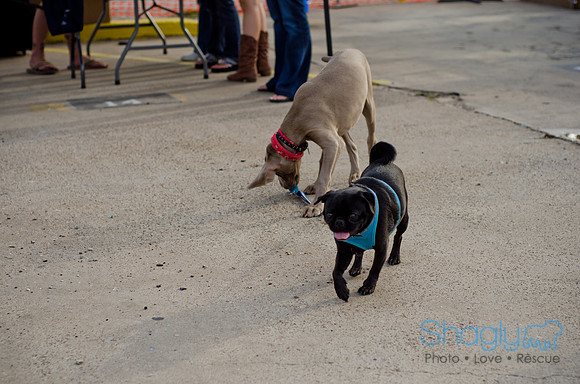 Shagly Photography-Galt-Deep Ellum Pup Crawl-78